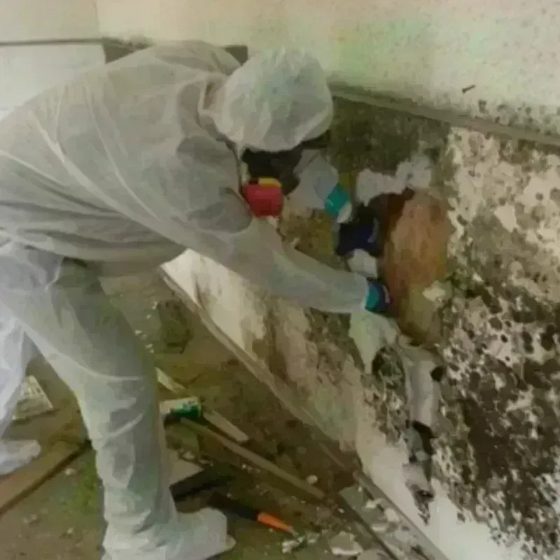 Mold Remediation and Removal in San Patricio County, TX